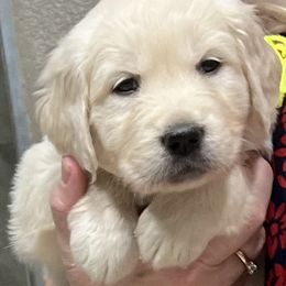 Girl 1 - Golden Retriever puppy from Golden Hearts Ranch English Cream Retrievers