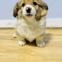 Eloise - Red female Pembroke Welsh Corgi puppy in Denver, Colorado from Monarch Corgis