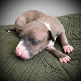 Blue - Blue fawn male Italian Greyhound puppy in New Port Richey, Florida from The Noodle Nest