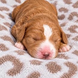 Green Boy - Red male Bernedoodle puppy in Harlem, Georgia from Ivey's Poodles & Doodles