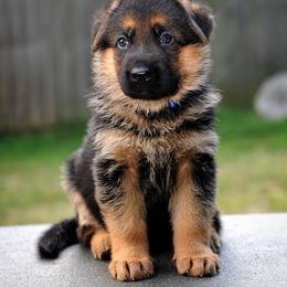 German Shepherd Puppies from Alta-Tollhaus German Shepherds