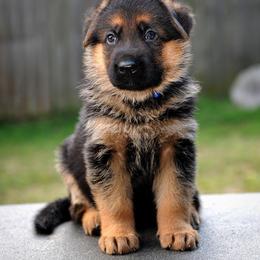German Shepherd Puppies from Alta-Tollhaus German Shepherds