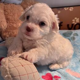 Boy 2 - Cream male Havanese puppy in East Lansing, Michigan from VanCort's Happy Havanese