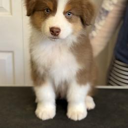 Parker - Red tri-color male Australian Shepherd puppy in Louisville, Kentucky from Bluegrass Australian Shepherds