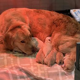 Girl 2 - Golden female Golden Retriever puppy in Montgomery, Texas from Chrysanthos Golden Retrievers