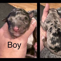 Miniature Australian Shepherd Puppies from South Branch Mini Aussies