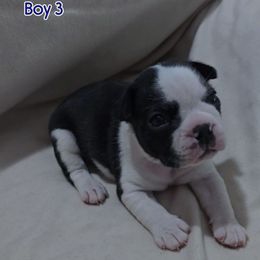 Boy 3 - Black and white male Boston Terrier puppy in Clinton Township, Michigan from Greenberg's Boston Terriers & Bullies of Metro Detroit
