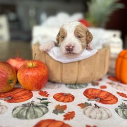 Spice - Parti male Goldendoodle puppy in Milan, Georgia from Joe and Dogs