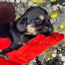 Lou - Black and cream male Dachshund puppy in Conway, Missouri from Ozark Mountain Kennel
