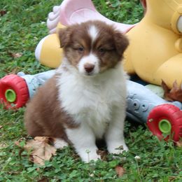 Girl 1 - Red tri-color female Australian Shepherd puppy in Kansas, Oklahoma from Windy G Farm