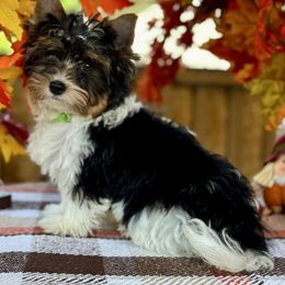 Light Green 2800 - Black tan and white male Biewer Terrier puppy in Ambrose, Georgia from Southern Star Biewer Terriers