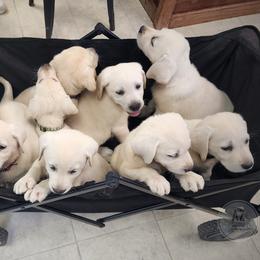 Labrador Retriever Puppies from AZ Kennels LLC