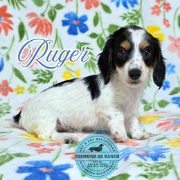RUGER - Piebald male Dachshund puppy in Columbia, Louisiana from Diamond 5R Ranch AKC & CKC Miniature Dachshunds