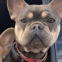 French Bulldogs from Maple Leaf Frenchie’s