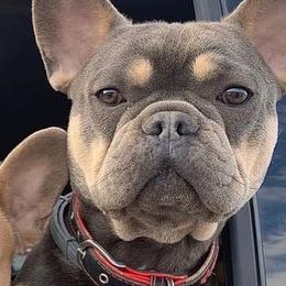 French Bulldogs from Maple Leaf Frenchie’s