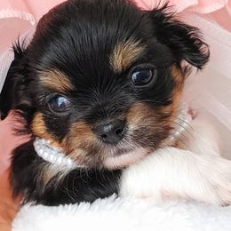 Girl1 - Black and white female Chihuahua puppy in Alaska from Snowy Mountains Chihuahua
