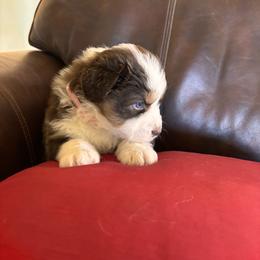Amber - Red tri-color female Australian Shepherd puppy in Creston, California from Copper Sky Aussies of the Cental Coast
