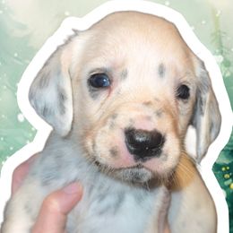 Holiday - White and black female Dalmatian puppy in Bremen, Georgia from Clark’s Dalmatians