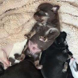 AKC boy 1 - Chocolate and tan male Chihuahua puppy in Anoka, Minnesota from Anoka County MN AKC Chihuahuas