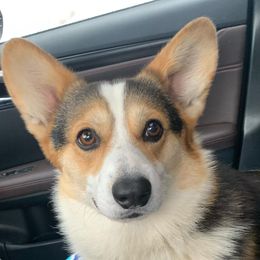 Stewie - Pembroke Welsh Corgi