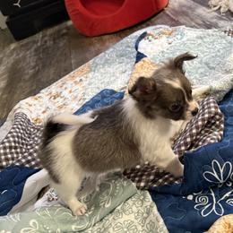 Nyla 7,000 - Blue and white female Chihuahua puppy in Summerfield, Florida from Uey’s Chihuahuas