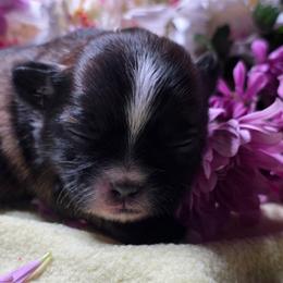 Sophia - Tricolor female Shih Tzu puppy in Brighton, Missouri from Morningstar's Shih Tzu
