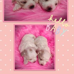 Bichon Frise Puppies from The Blessed Bichons