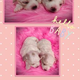 Bichon Frise Puppies from The Blessed Bichons