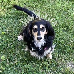 Daisy - Black and cream female Dachshund puppy in Lansing, Michigan from Swedoxies