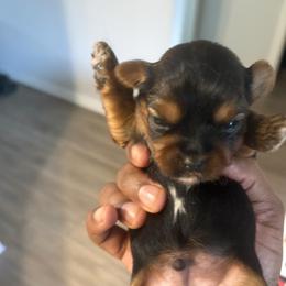 Boy 3 - Chocolate, tan and white male Yorkshire Terrier puppy in Jacksonville, Florida from Lake Shore Yorkies