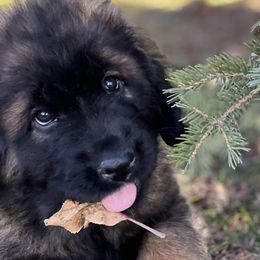 Leonbergers from Leo Fidelis Leonbergers