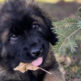 Leonbergers from Leo Fidelis Leonbergers