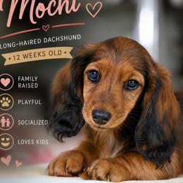 Mochi - Chocolate and tan female Dachshund puppy in Bethel, Connecticut from Olia's Dachshunds