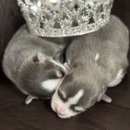 Pomsky Puppies from Royal Pomskies