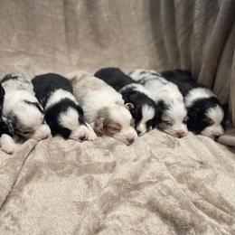 Australian Shepherd puppies from Country Oaks Farm