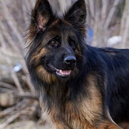 Alka - German Shepherd