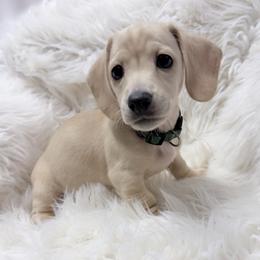 Ashley green collar - Cream female Dachshund puppy in Richmond, Virginia from Irresistible Dachshunds & Cavaliers