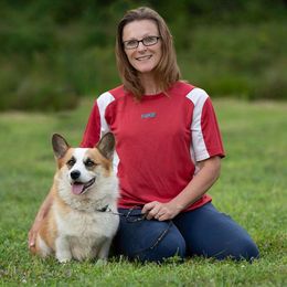 Dino - Pembroke Welsh Corgi