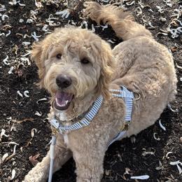 Goldendoodles from Dawnie’s Doodles