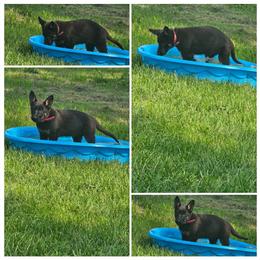 German Shepherd Puppies from Von Thomson Haus