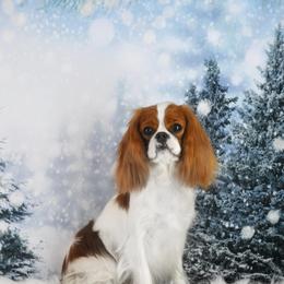 Astrid - Cavalier King Charles Spaniel