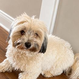Coco - Havanese