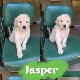Jasper - Cream male Goldendoodle puppy in Wagener, South Carolina from Noble Friend Breeders LLC