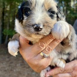 Skull - Blue merle male Australian Shepherd puppy in Tallapoosa, Georgia from Foxhaven Farms Aussies