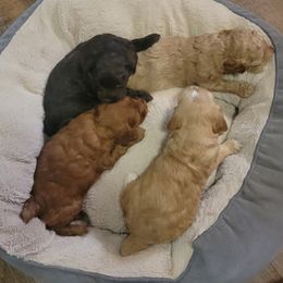 Cockapoo puppies from KDK Missouri Miniature Poodles
