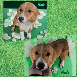 Male 1 - White and red Pembroke Welsh Corgi puppy in Unicoi, Tennessee from Unaka Mountain Corgis