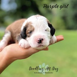 Bernedoodle and Goldendoodle Puppies from Doodling All Day Goldendoodles