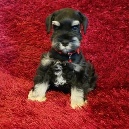 Miniature Schnauzer Puppies from My Amazing Miniature Schnauzers