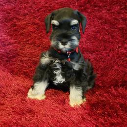 Miniature Schnauzer Puppies from My Amazing Miniature Schnauzers
