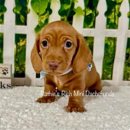 Leroy - Red male Dachshund puppy in Lakeland, Florida from Ruthie’s Rich Mini Dachshunds